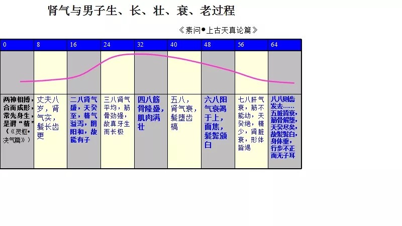 这“肾”不是那“肾”——说说“肾”虚（“肾”亏）和肾衰