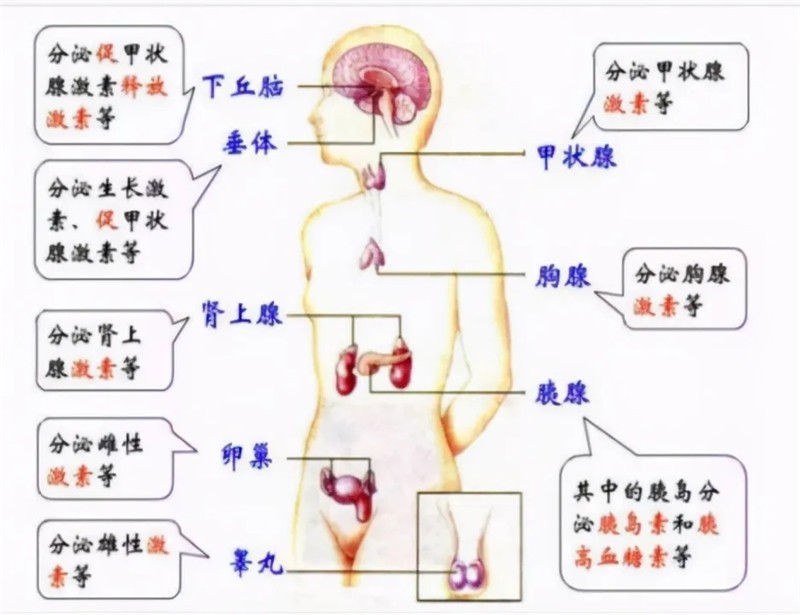 这“肾”不是那“肾”——说说“肾”虚（“肾”亏）和肾衰