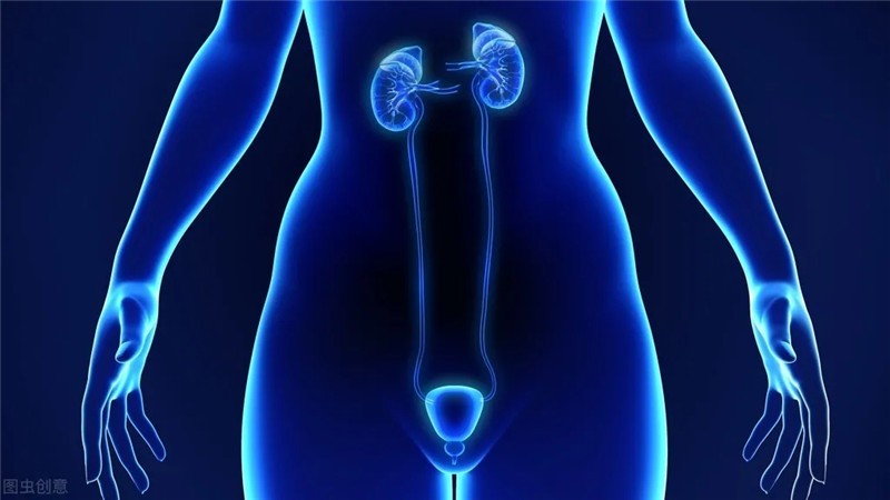 这“肾”不是那“肾”——说说“肾”虚（“肾”亏）和肾衰