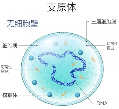 儿童支原体肺炎高发，做好预防是关键